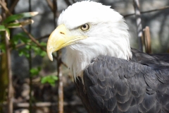Salato Wildlife Center 4-12-14