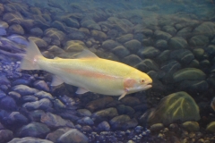 Wolf Creek Dam and National Fish Hatchery 8-4-18